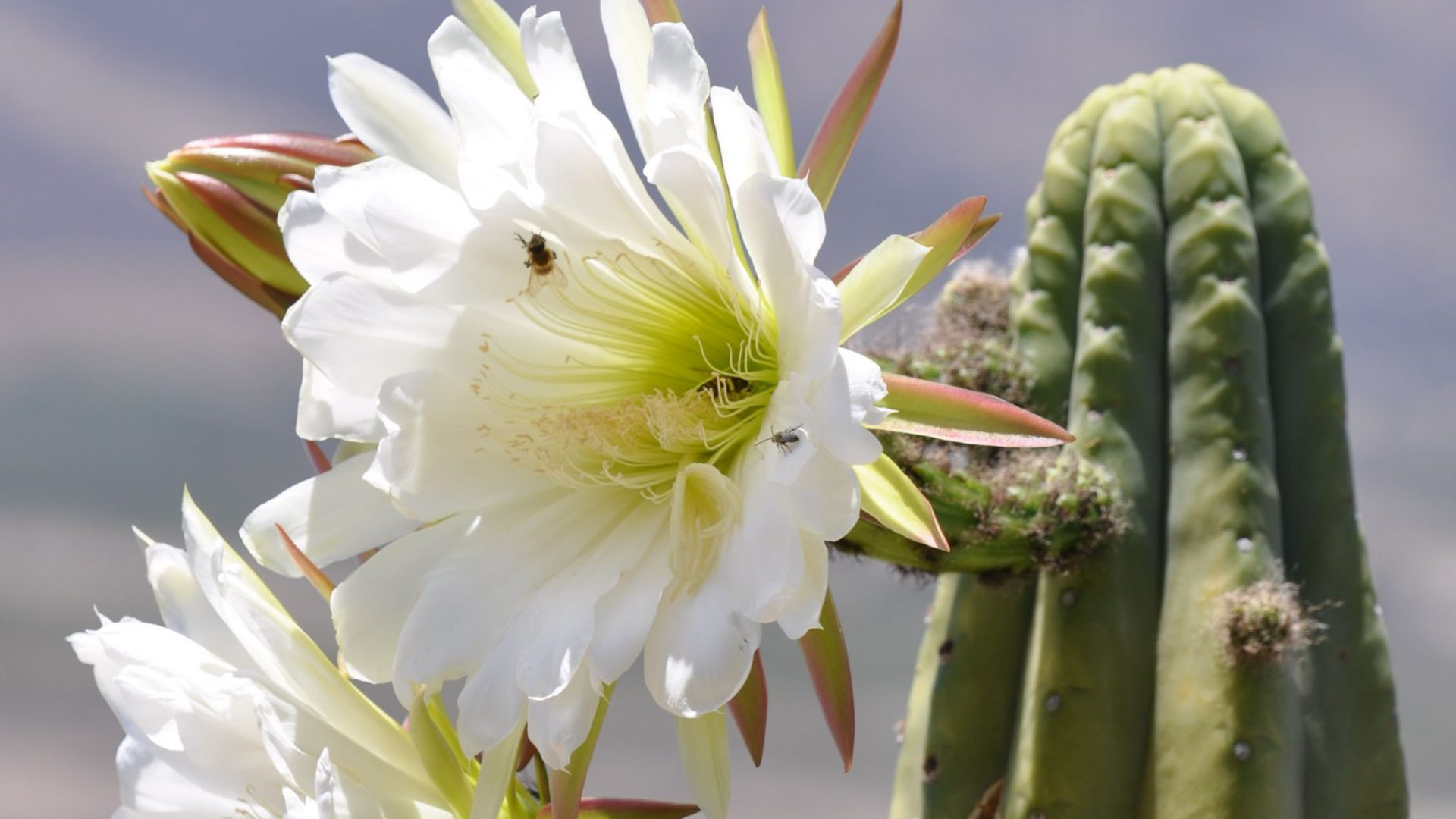 White cactus flower in bloom with bees collecting pollen, set against a desert backdrop.