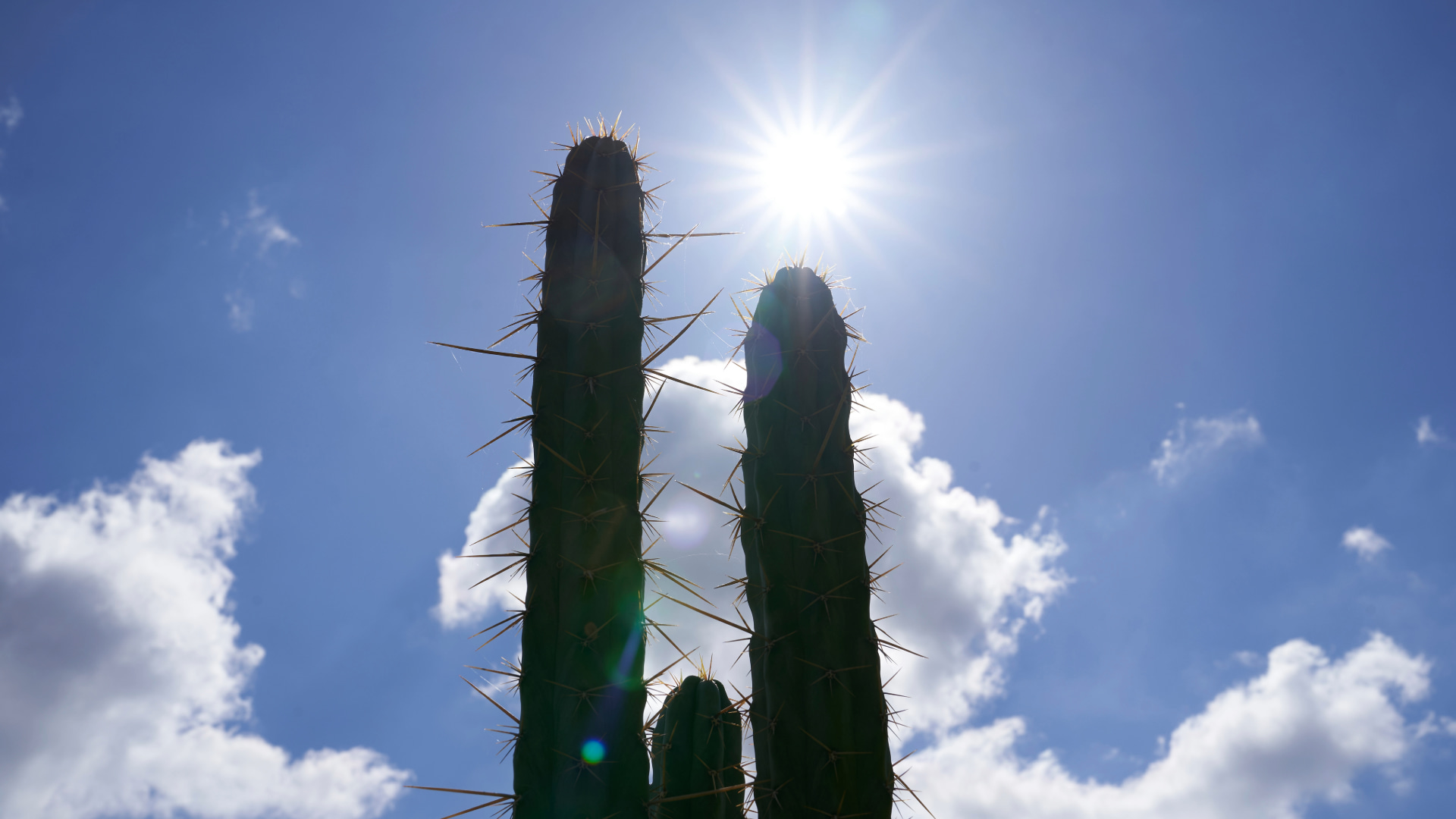 Silhouettes of tall cacti with the sun shining above against a clear, blue sky.