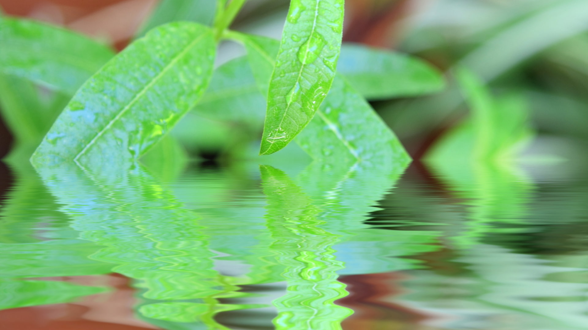 Close-up of fresh green leaves with water droplets, reflecting on a calm water surface, creating a serene natural scene.