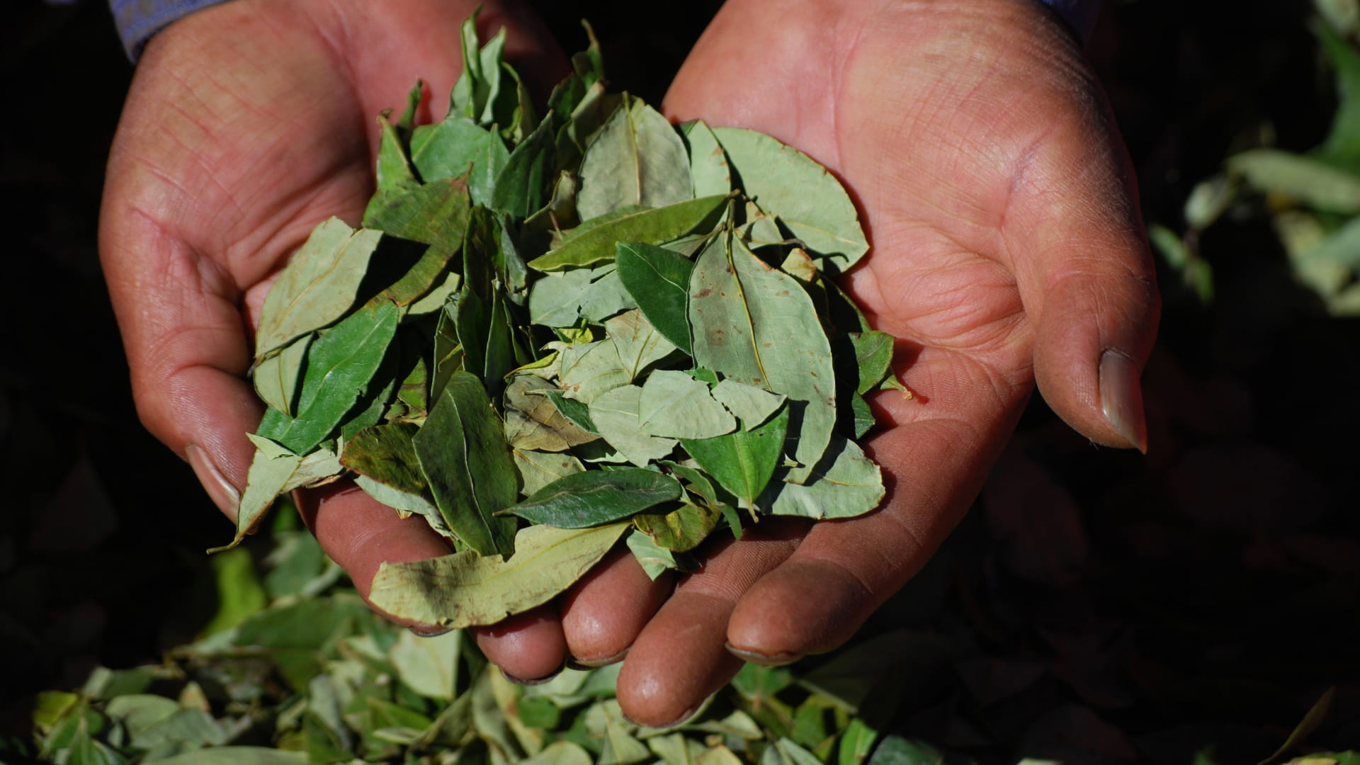 Hands holding a handful of freshly harvested coca leaves, symbolizing Andean cultural heritage.