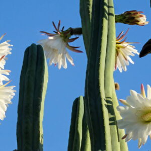 Tall green cactus with large white flowers in full bloom against a clear blue sky, capturing the essence of desert flora.