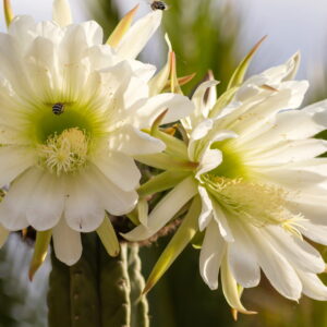 White cactus flowers in full bloom with vibrant green centers, visited by bees, capturing a moment of natural beauty and pollination in a desert environment.