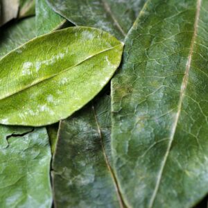 Close-up of several green coca leaves, highlighting their texture and cultural importance in Andean heritage and spiritual practices.