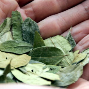 A close-up of a hand holding dried coca leaves, highlighting their significance in Andean traditions and cultural practices.