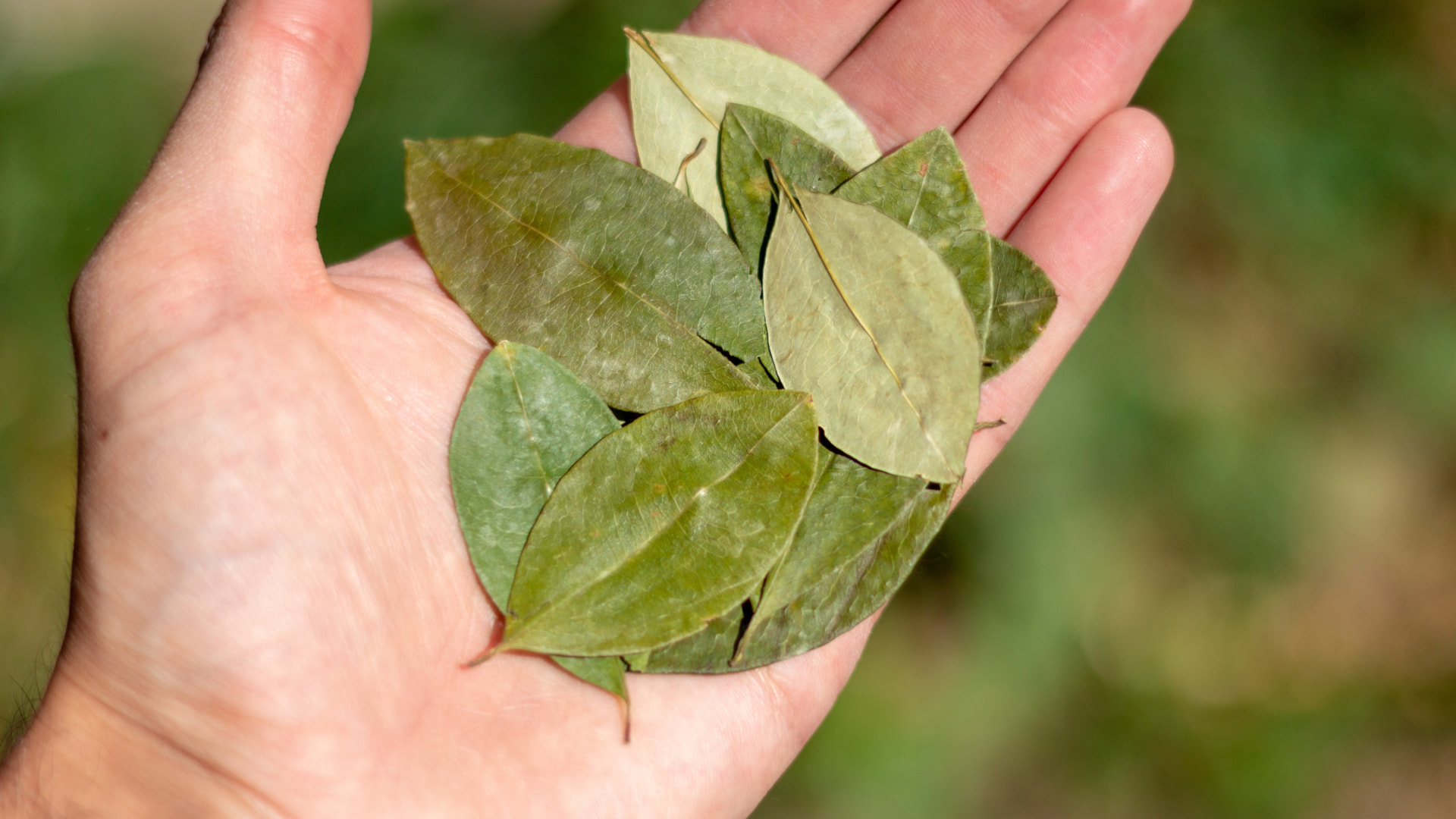 A hand holding a group of coca leaves, showcasing their green texture and significance in cultural and traditional practices.