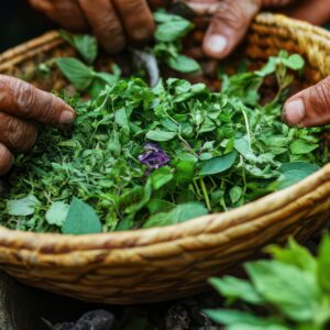 Close-up of hands holding a woven basket filled with freshly harvested herbs, symbolizing traditional gathering methods.