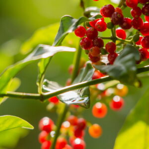 Red berries on a plant with green leaves, illuminated by sunlight, in a natural and lush forest environment.