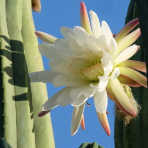 A white flower blooming on a San Pedro cactus, showcasing its delicate petals and vibrant center against a clear blue sky, symbolizing the plant's spiritual importance.