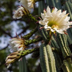 White cactus flowers with delicate petals blooming on a robust cactus, set against a background of trees, showcasing the elegance of desert blooms in their natural habitat.